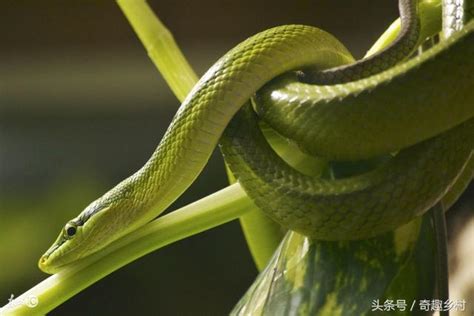 遇到蛇是好事嗎|【常常看到蛇】常常看到蛇？揭秘常見的吉凶預兆！